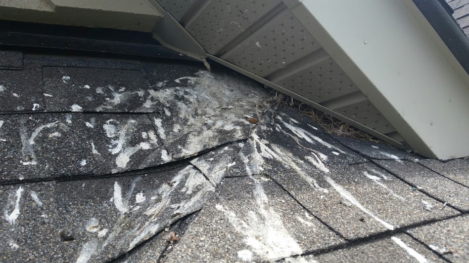 Starling droppings that have stained shingles