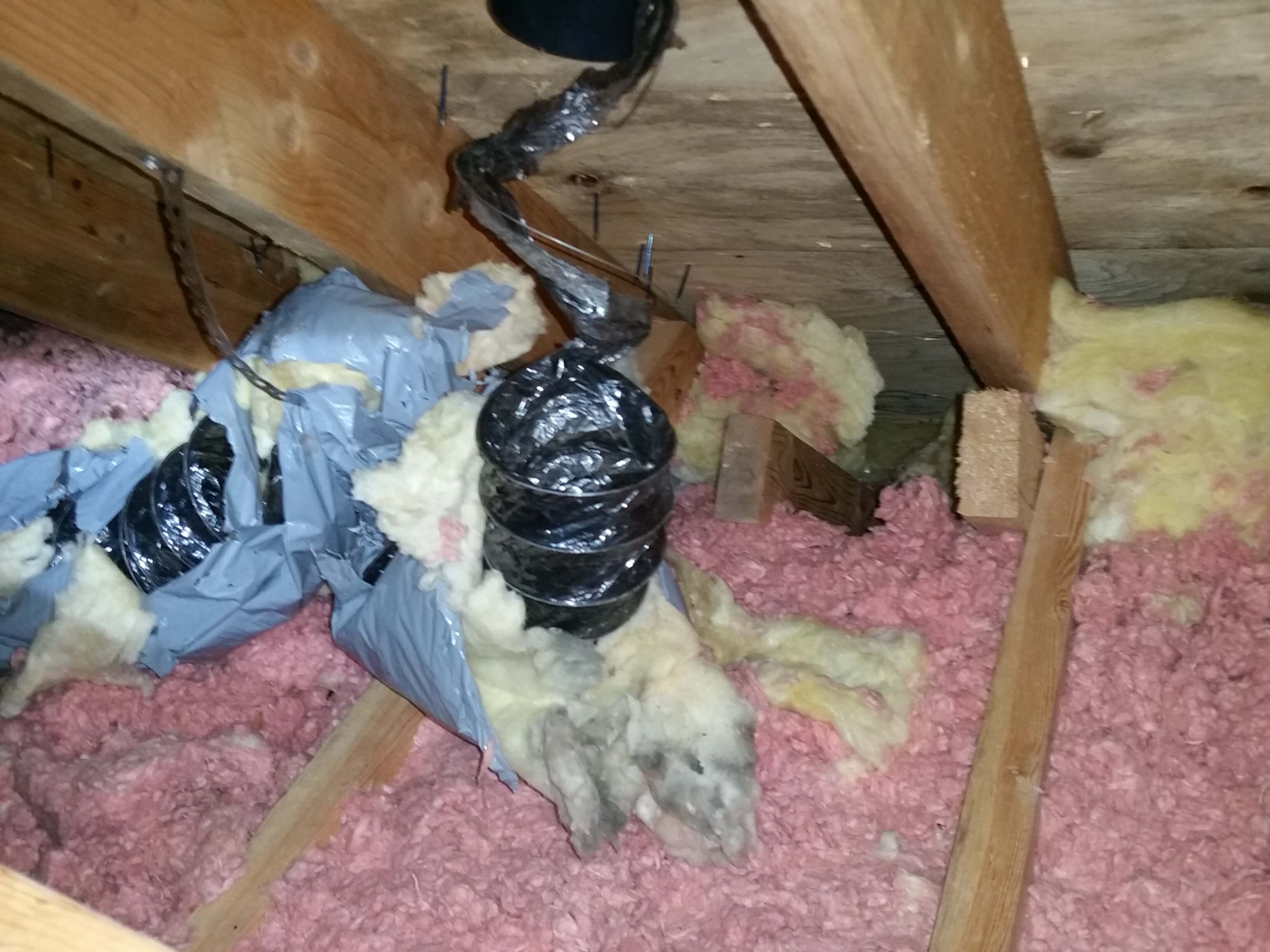 Raccoon damage to a bathroom fan vent running through an attic