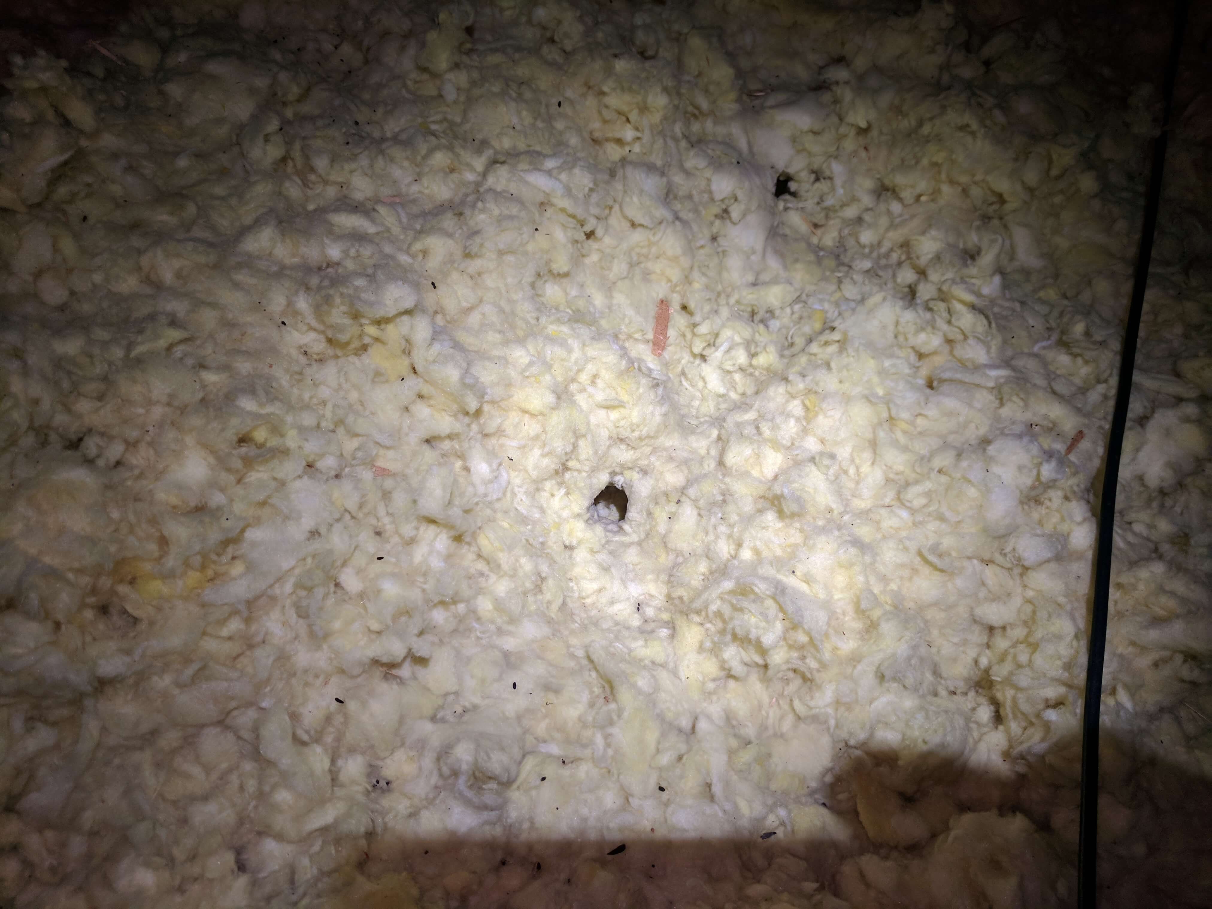 Small holes in attic insulation are evidence of mouse tunneling