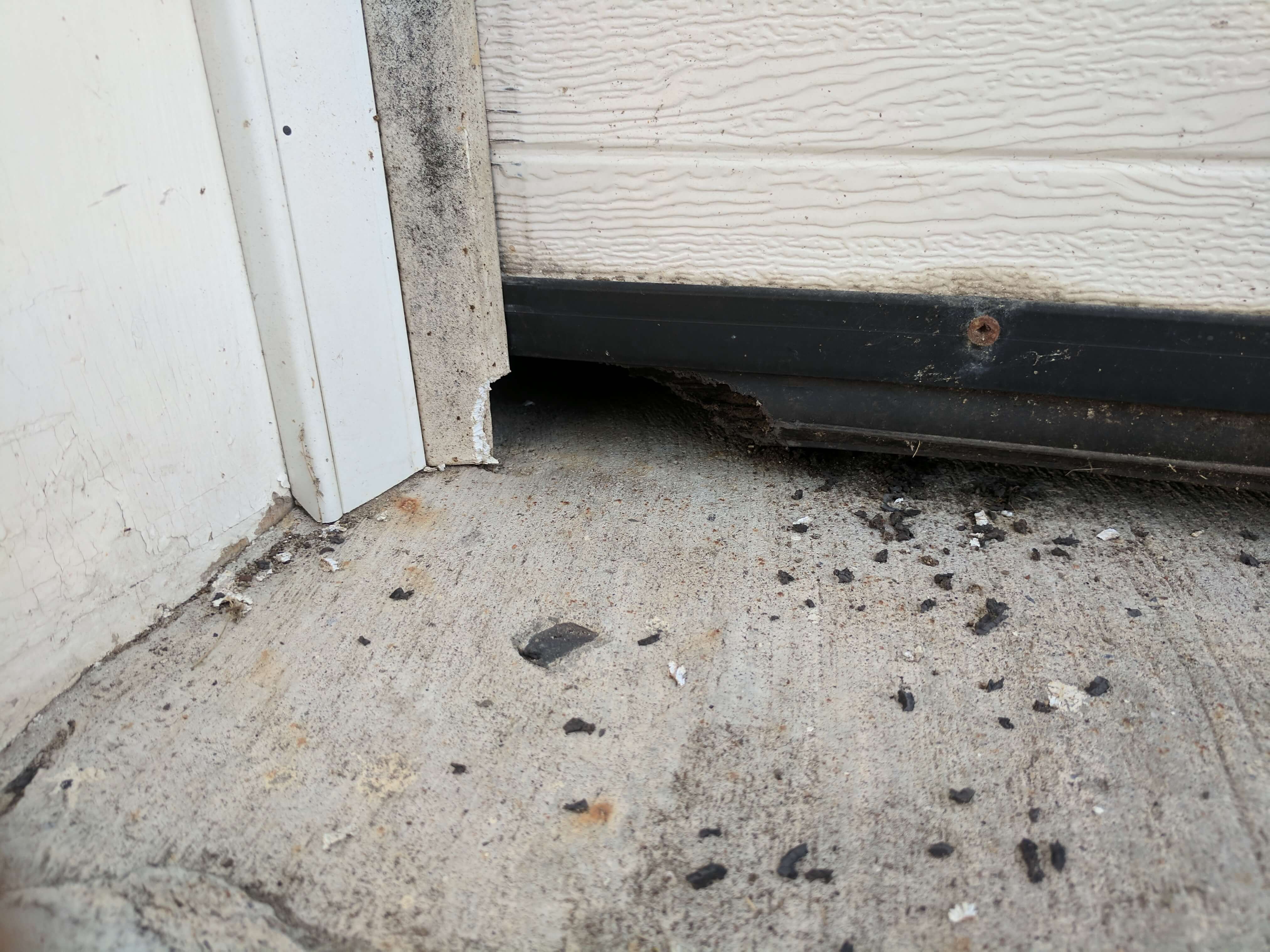 Mouse chewing on garage door weather stripping