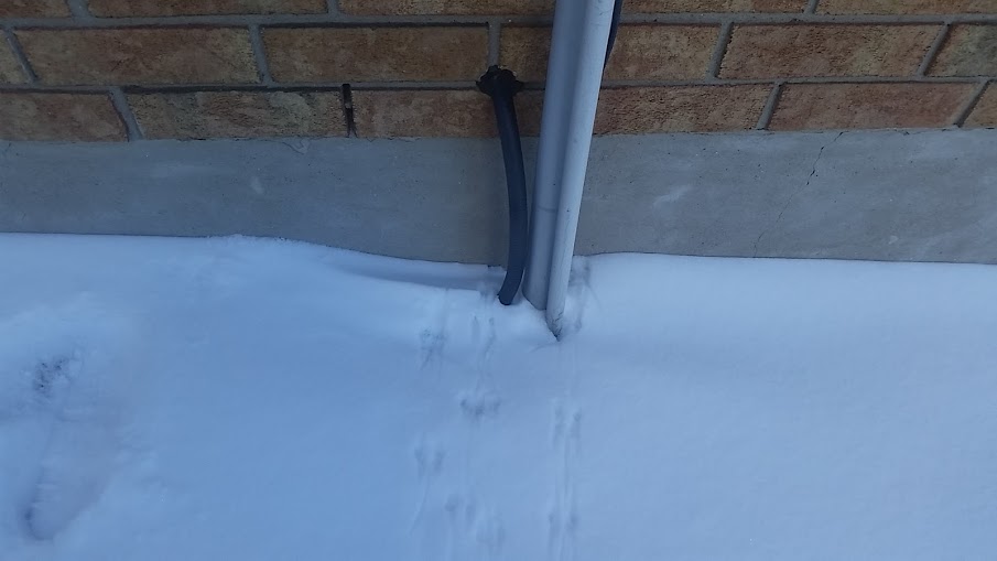 Mice tracks in the snow leading directly to an entry point where behind the hydro meter above