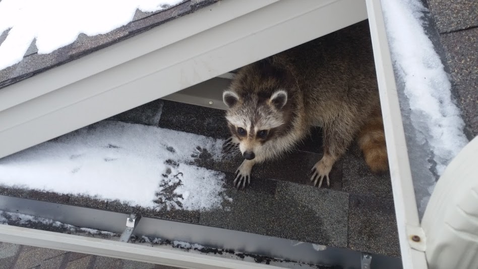 Photo of a raccoon entering a home via the attic