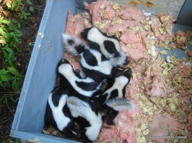 A litter of skunk babies removed from a below an addition that will be reunited with their mother