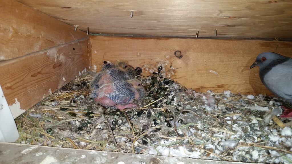 A pigeon nest and their droppings inside a soffit cavity