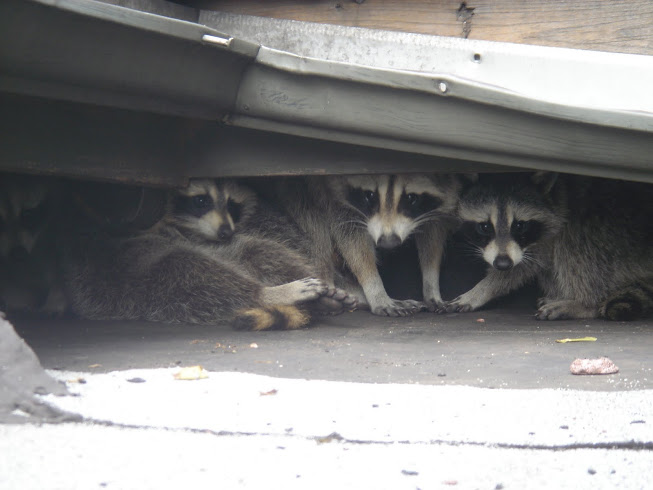 A raccoon that makes its way into the back for a transport truck