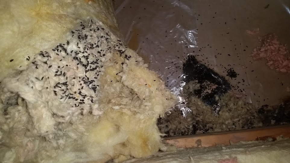 Accumulations of mouse droppings inside an attic will contribute a musty smell to a house