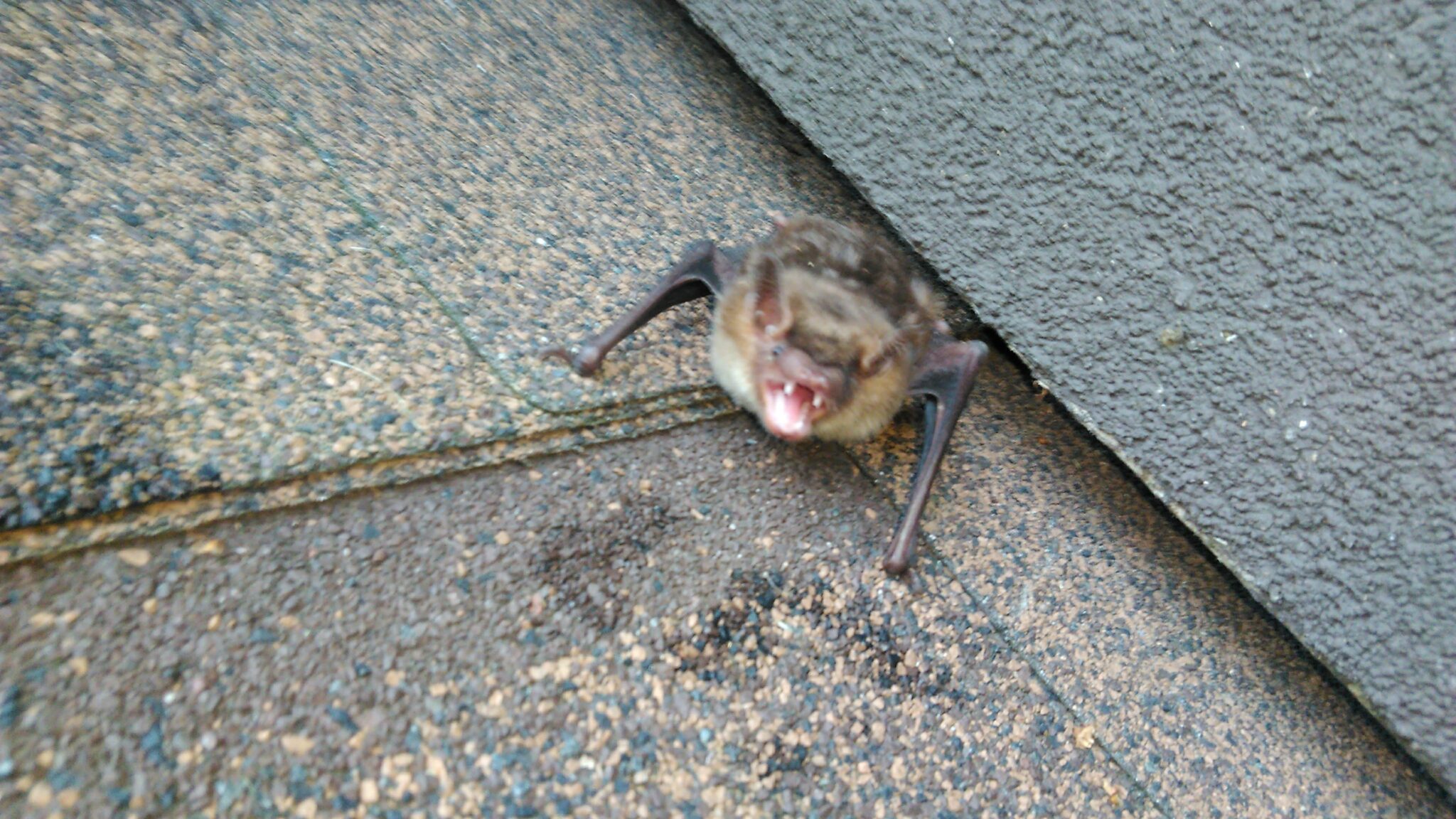 Removing Wildlife From Your House Benefits Your Pets!