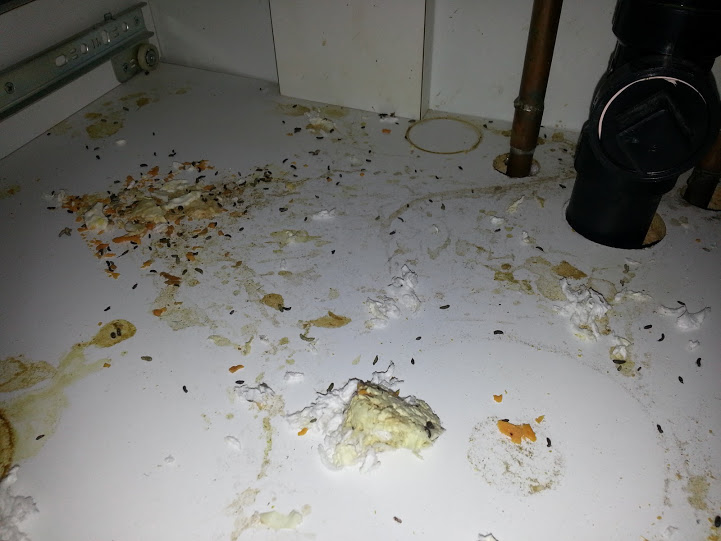 Mouse droppings and shredded bathroom tissue below a bathroom sink