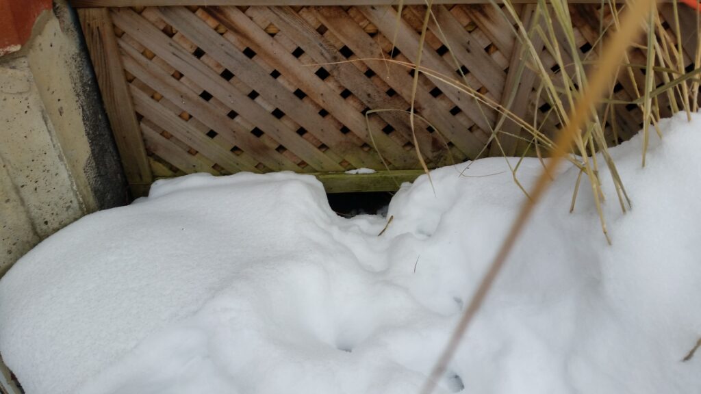 Raccoon tracks leading directly to their entry below this deck