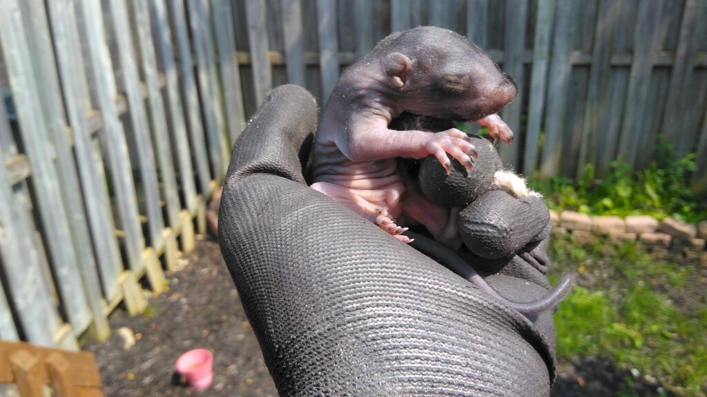 Squirrel babies are born hairless and with their eyes closed.