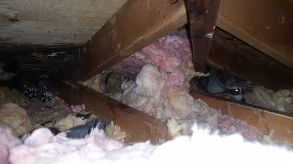 A mother raccoon and her babies tucked away in the corner of an attic