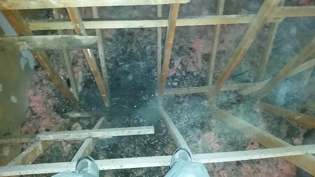 An accumulation of bat droppings in an attic
