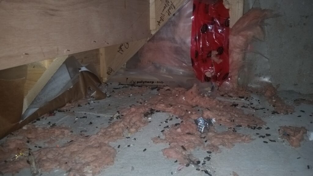 Rat droppings in a basement corner