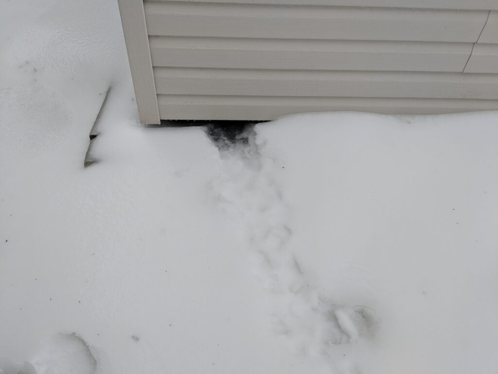 Skunk tracks through snow leading to below a shed