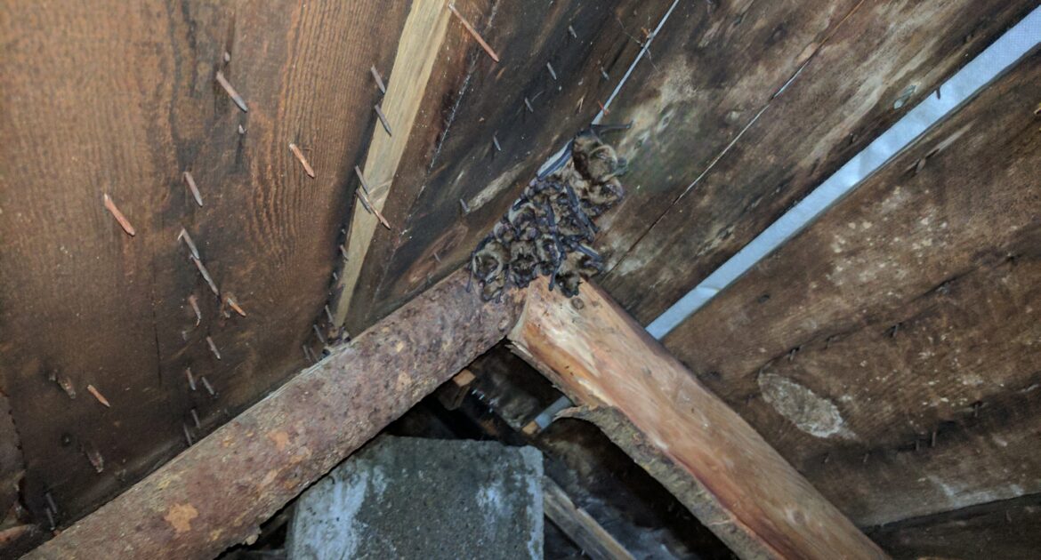 Bat Removal A Necessity If You’ve Got ‘Em