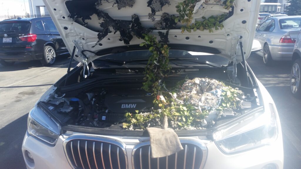 A large squirrel nest inside the engine of a car can lead to expensive repairs