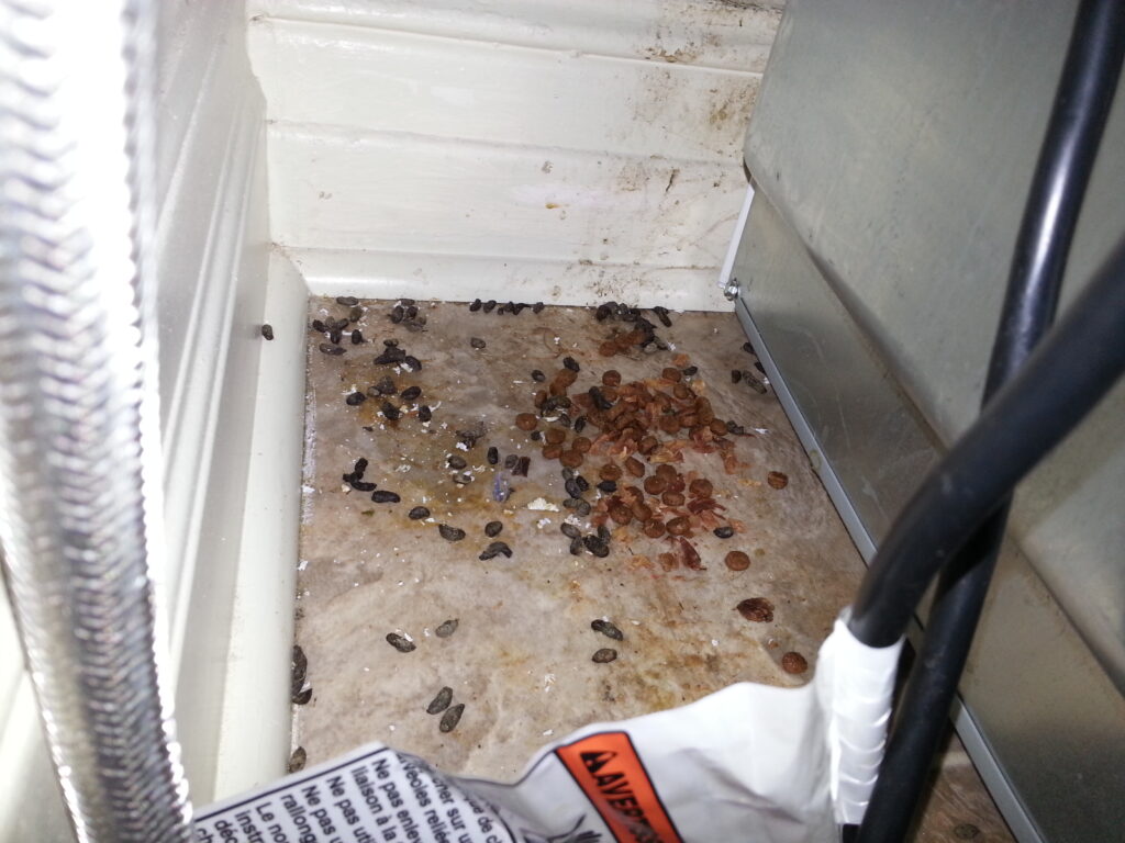 https://www.skedaddlewildlife.com/wp-content/uploads/2018/04/Rat-droppings-and-pet-food-behind-a-fridge-1024x768.jpg