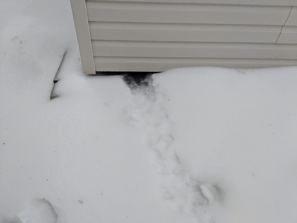 Skunk tracks in the snow leading to a den site below a garden shed