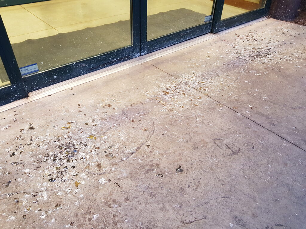 Bird droppings accumulating outside the entrance to a store are a slip and fall hazard and will end up being tracked into the store with foot traffic