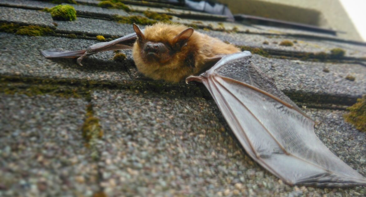 Bat Removal Milwaukee
