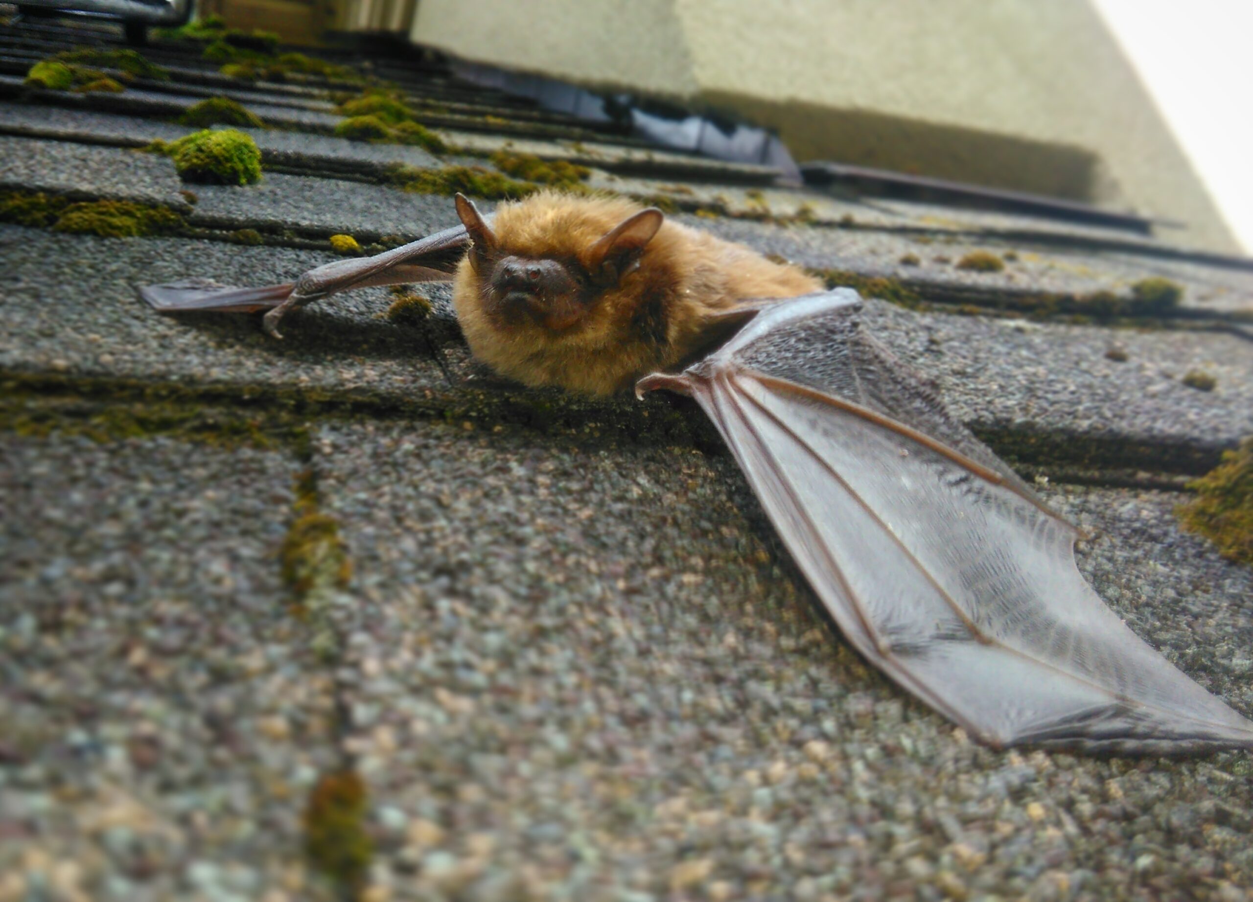 Bat Removal Milwaukee