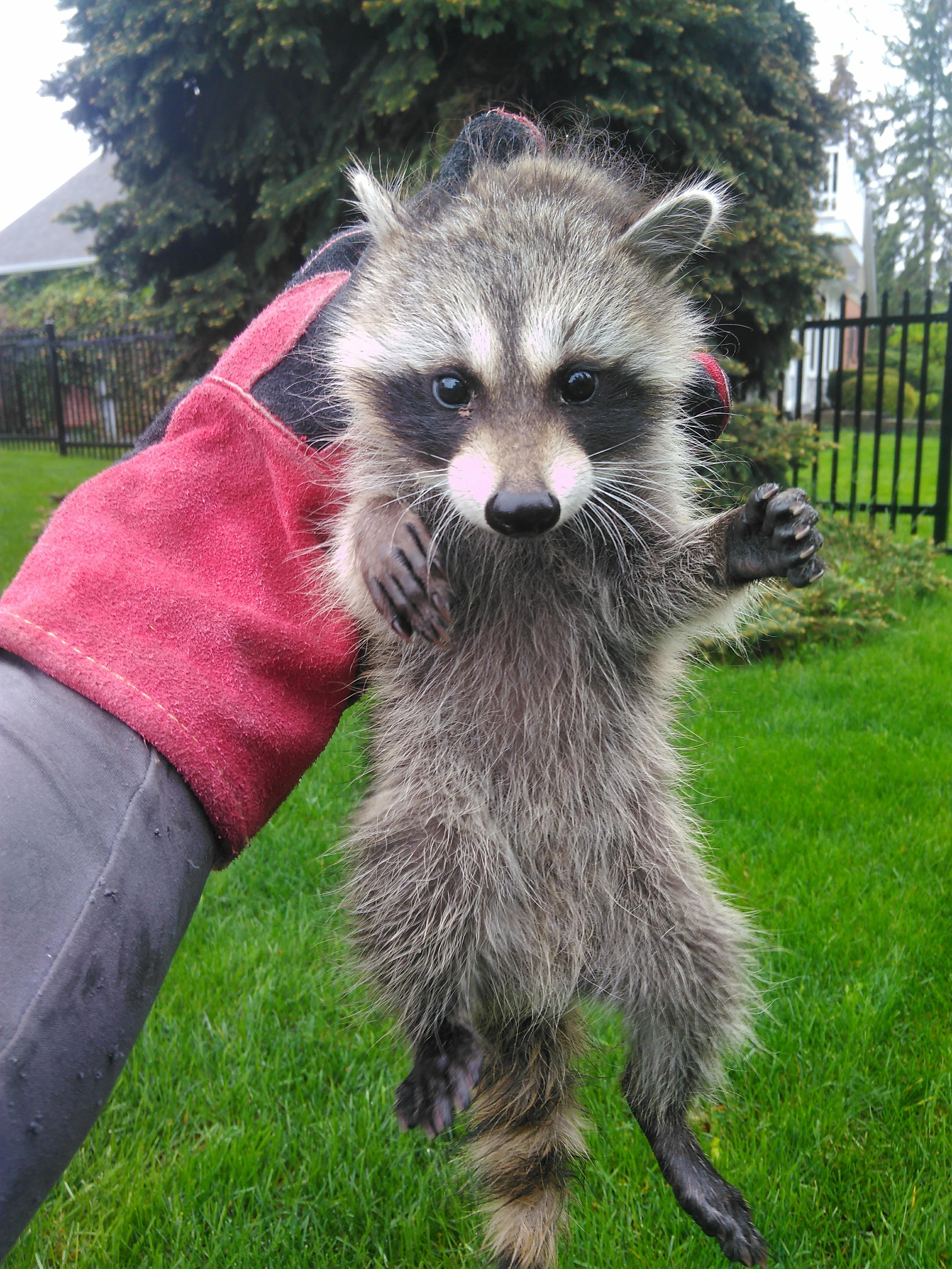 The Strategy to Eliminate Raccoon Rabies in Ontario