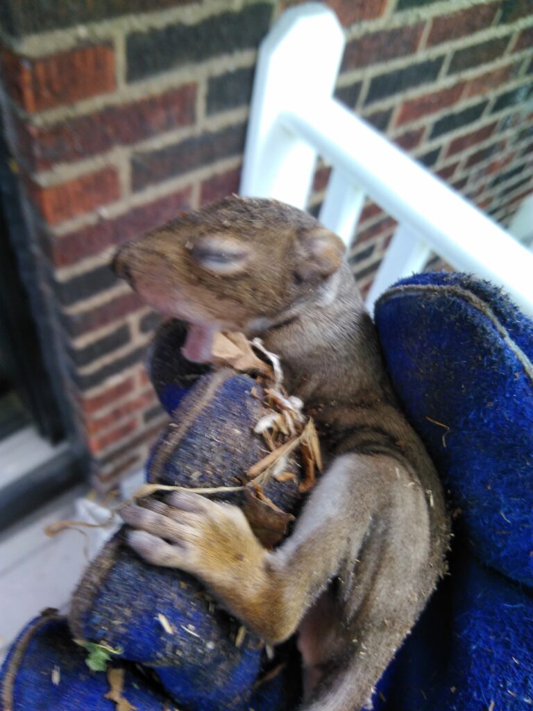 Are Squirrels Active at Night? Are Squirrels Active at Night?