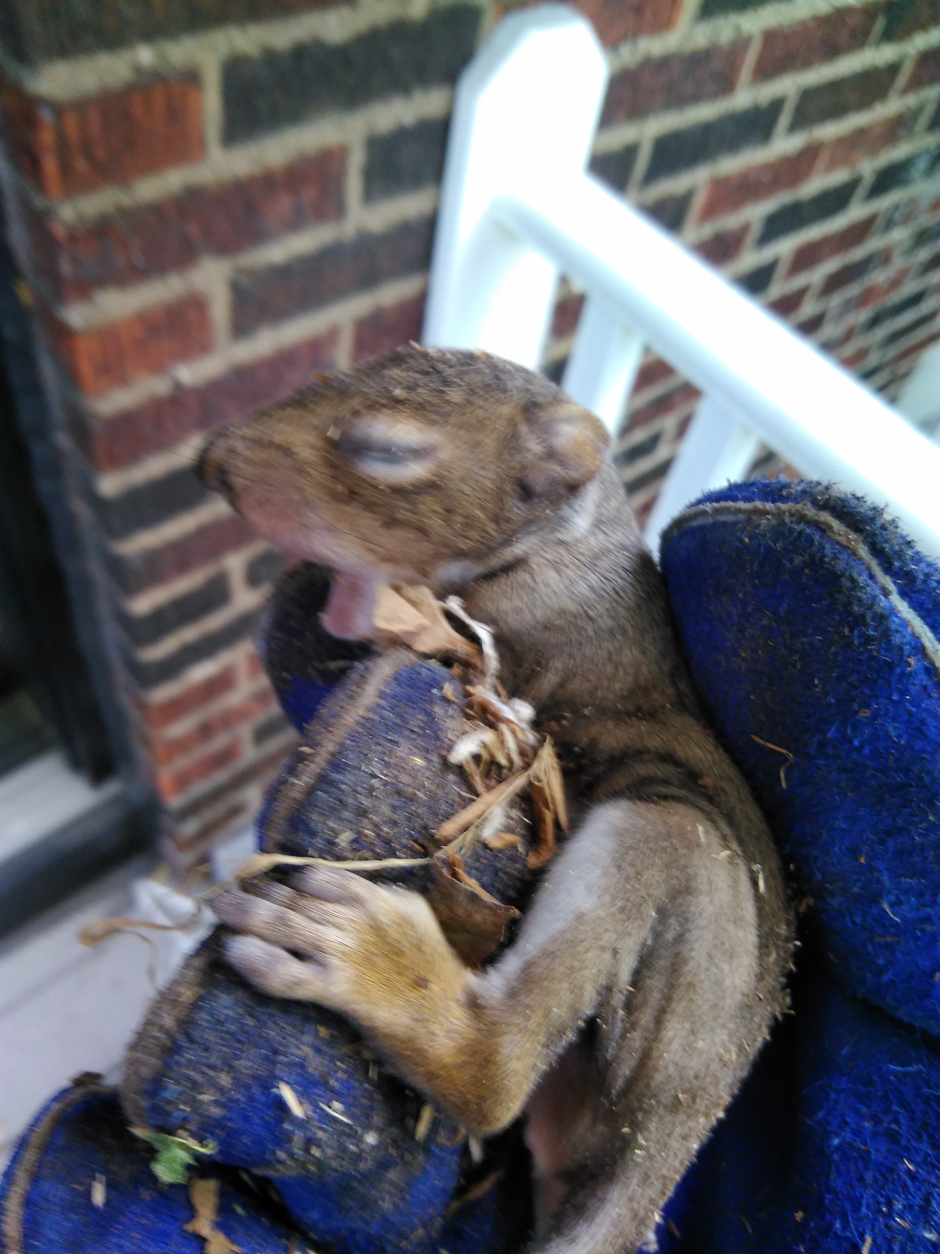 What Time of Day are Squirrels Most Active? 
