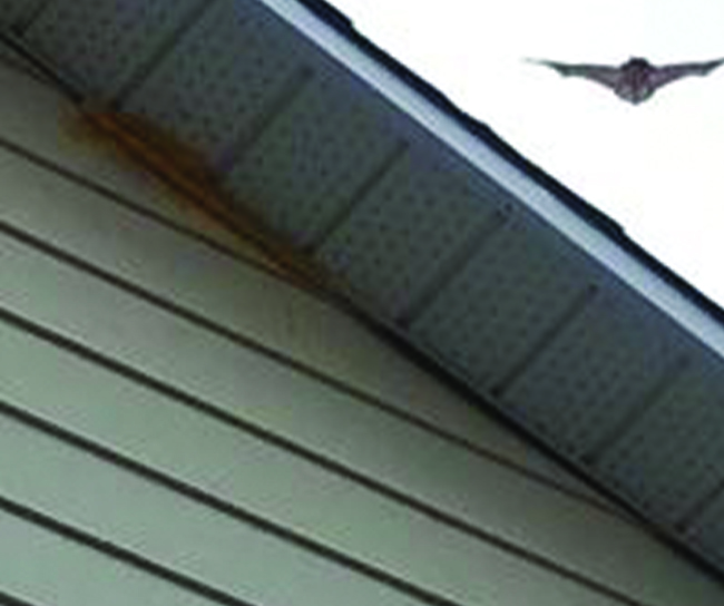 bat_siding