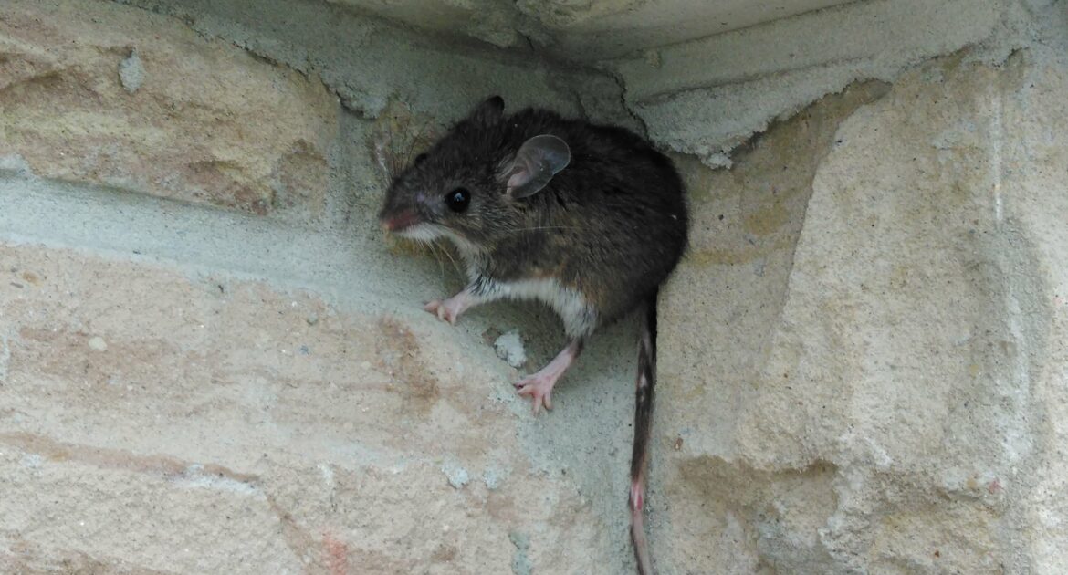 mice climbs up brick wall