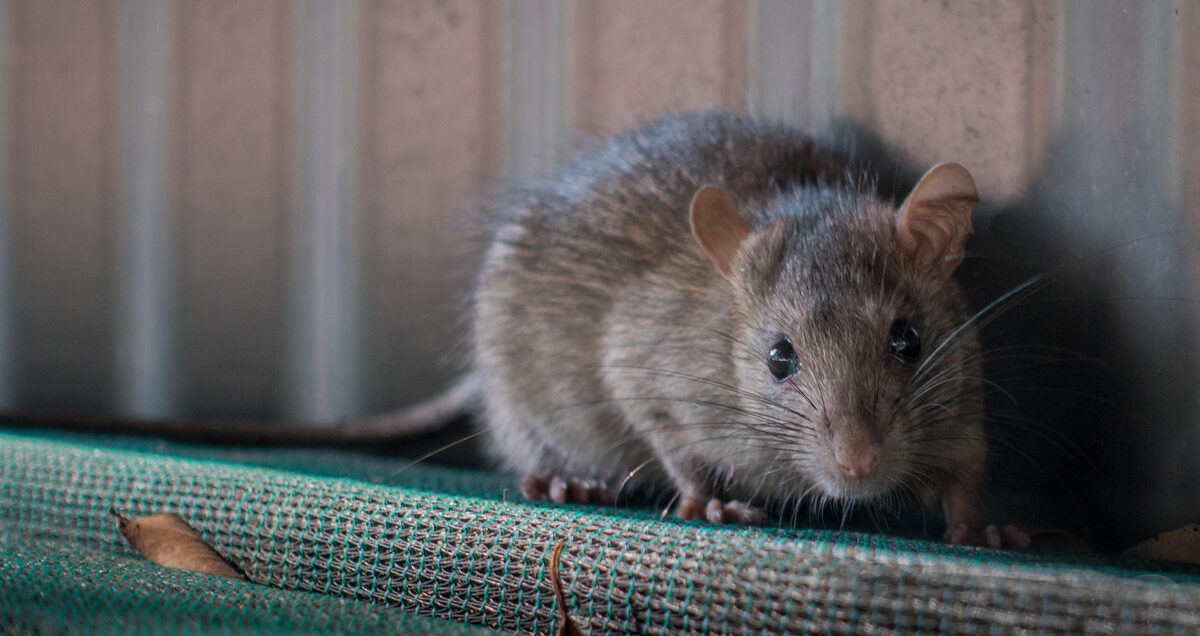 Rat Removal Durham