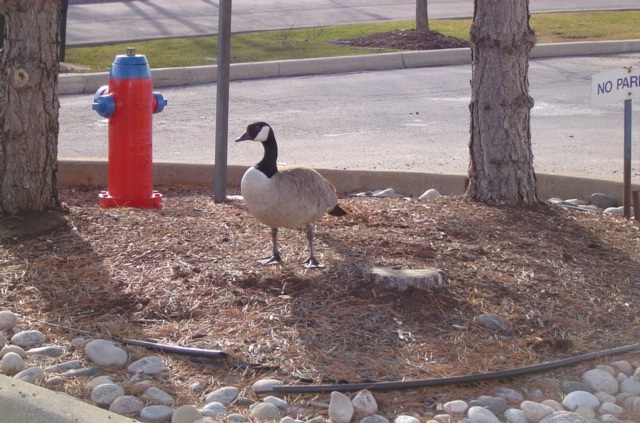 Goose Close-up Rochester Midland Oakville