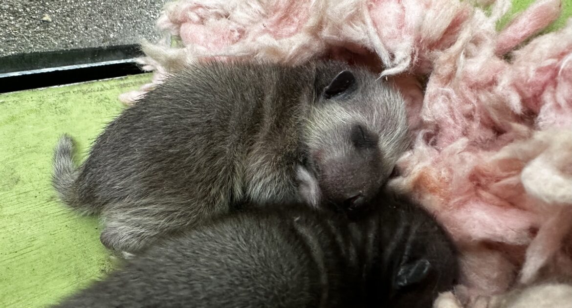 Keeping Your Pets Safe From Rabid Raccoons