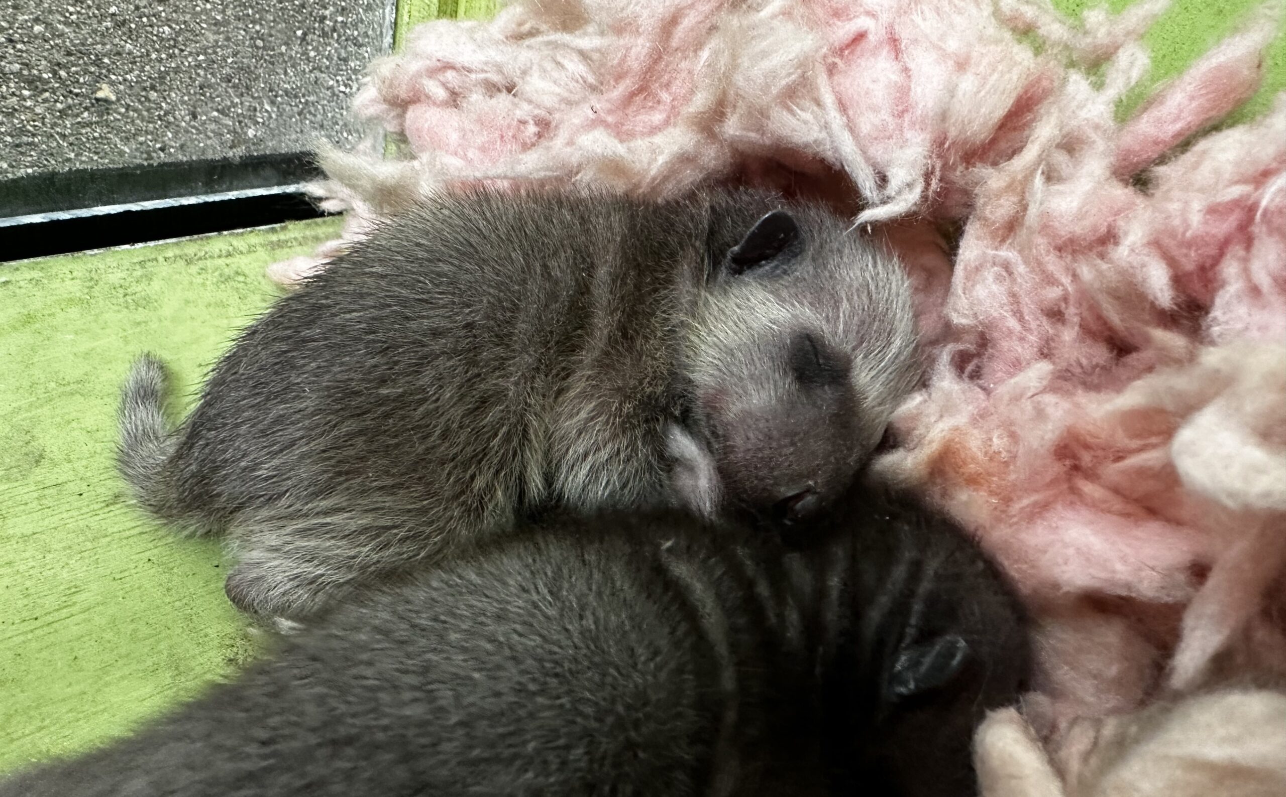 Keeping Your Pets Safe From Rabid Raccoons