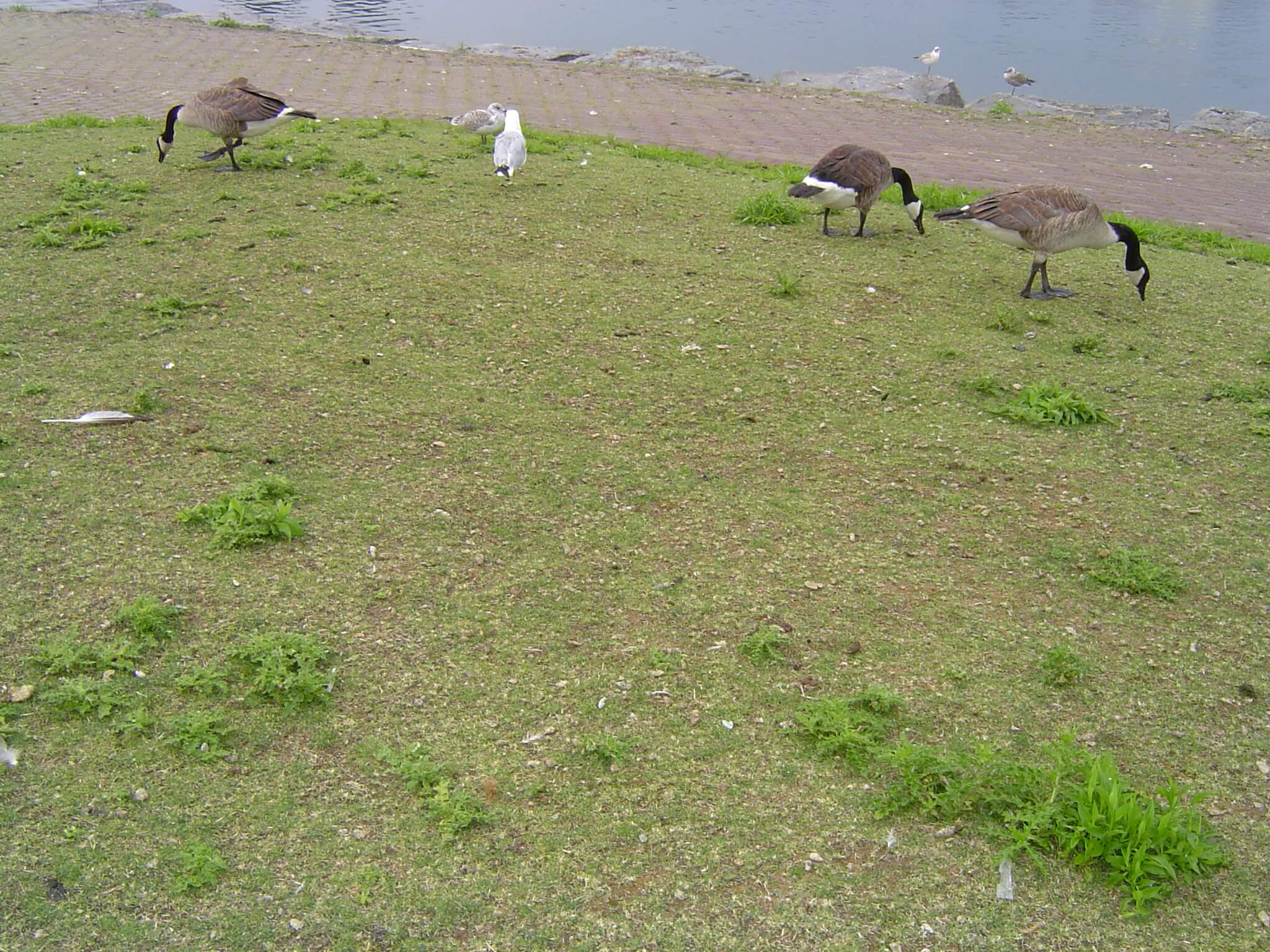 geese