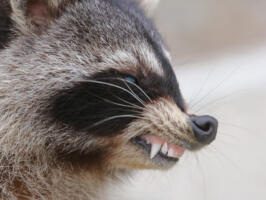 Raccoon - Goose Lake Prairie