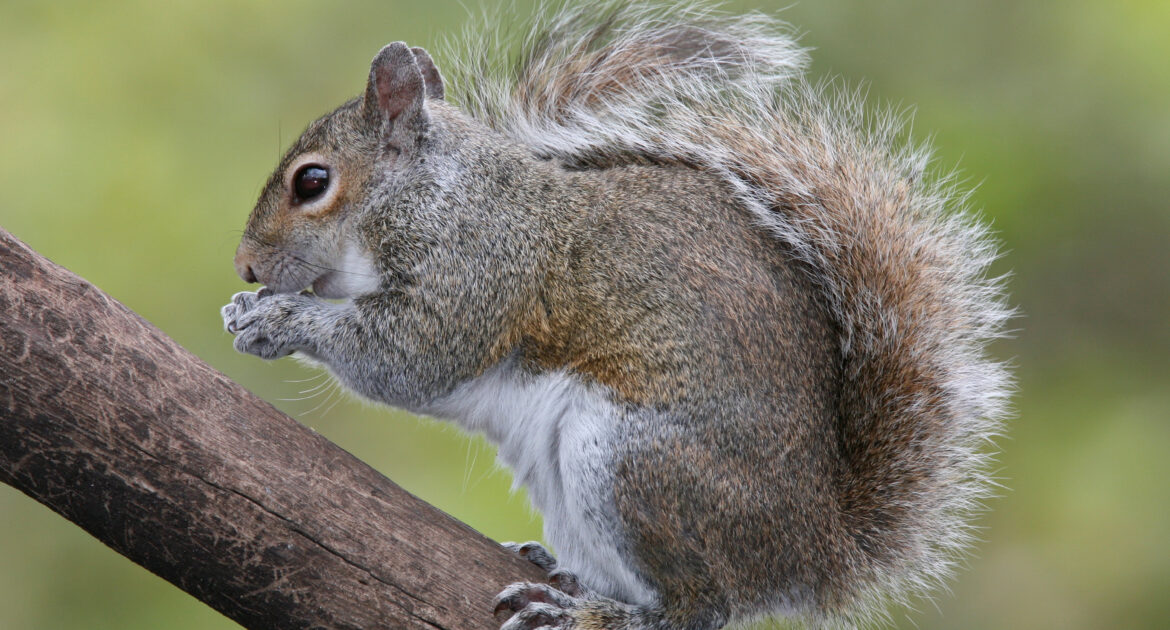 Grey Squirrel in a Tree