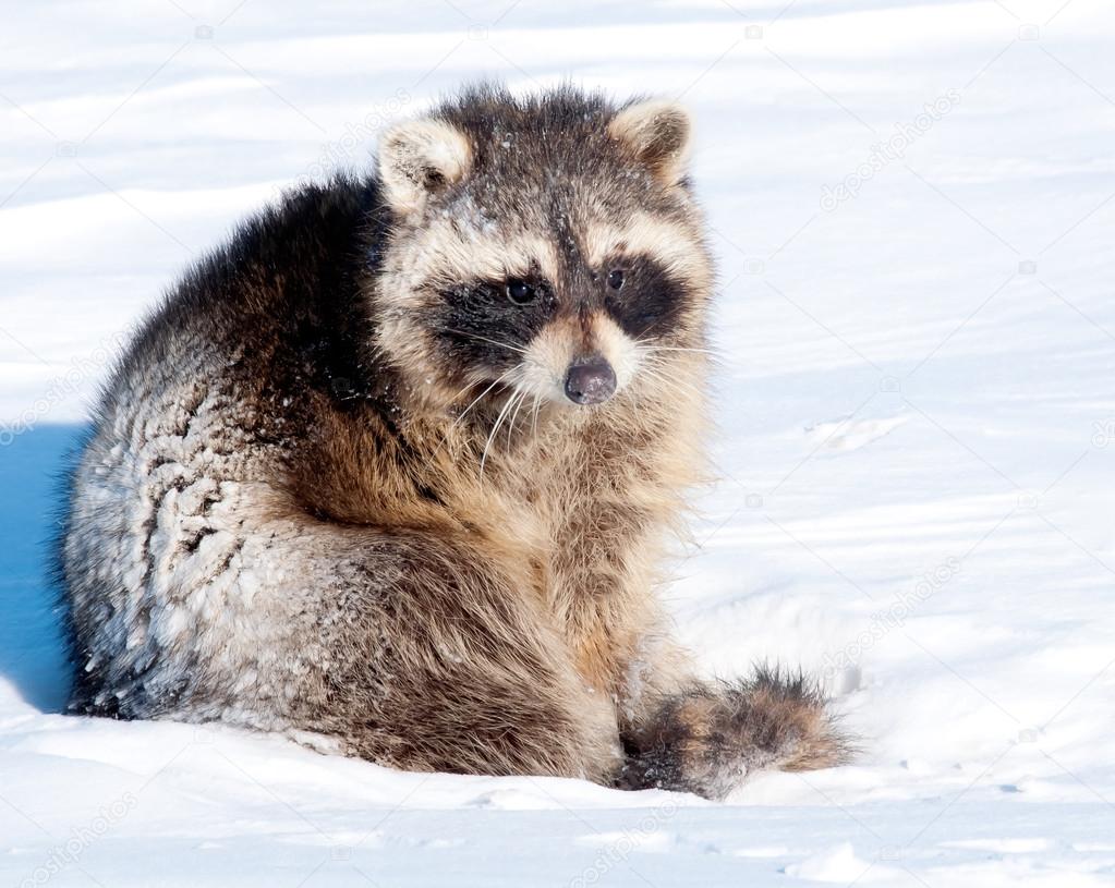 raccoon out in the snow