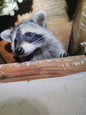 Raccoon with Debris