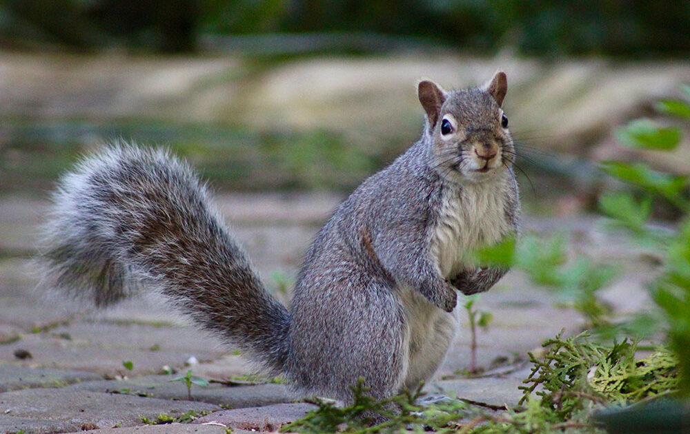 grey squirrel in the garden