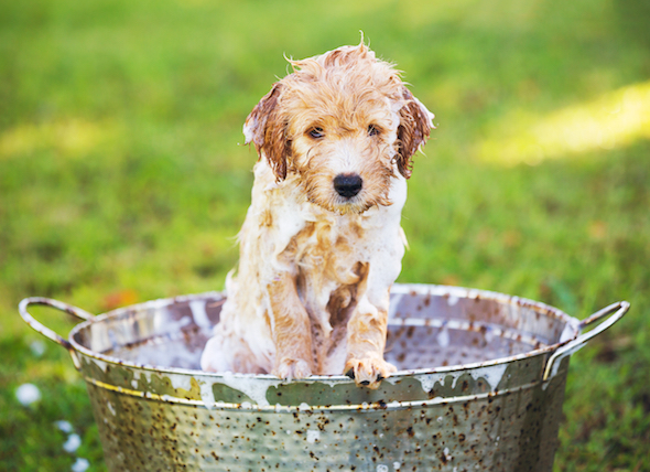 Pickering Skunk Removal: What to do if your Pet is Sprayed?