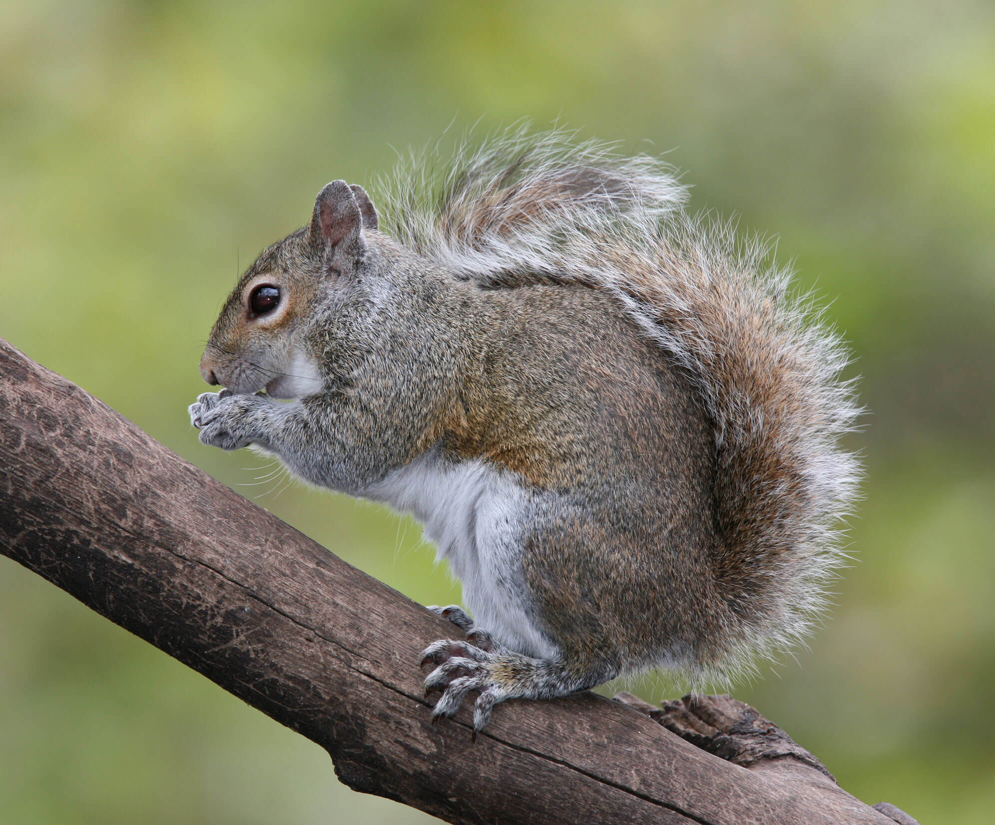 Squirrel Removal Services - Get Rid of Squirrels in Milwaukee