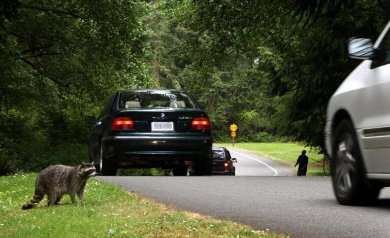 Staying Safe on the Road with Wildlife Animal Control