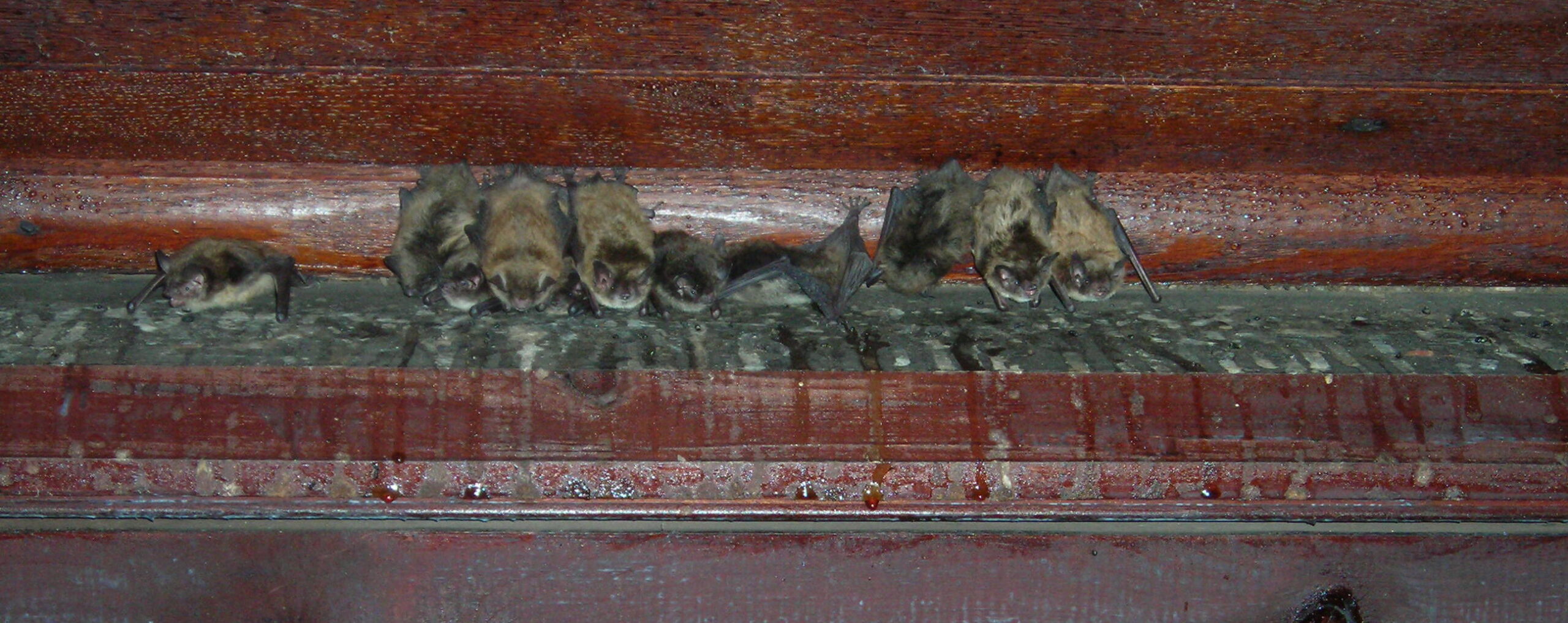 Workplace environments offer larger places for bats that can colonize with up to 100 bats.