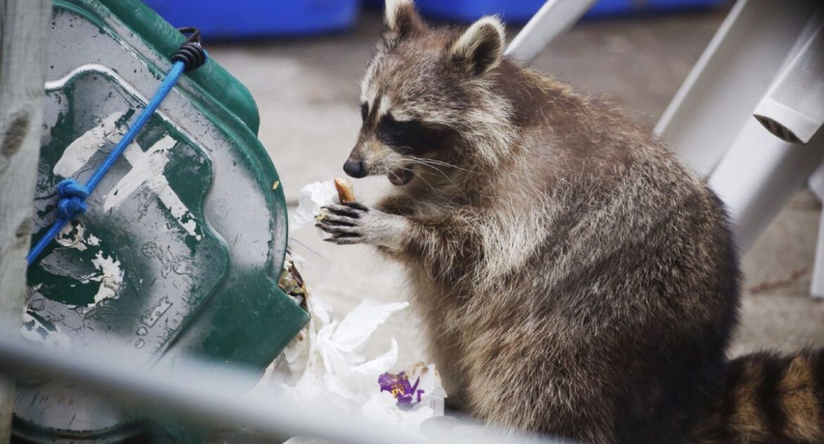 Food left out is the number one reason you may find raccoons on your property.