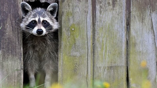 Raccoons are not picky when it comes to finding shelter.