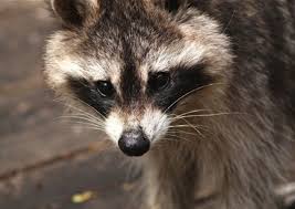 Raccoons will often travel alone.