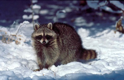 Raccoons do not store food for the winter, instead they eat enough food to last through winter.