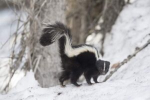 If you hear a skunk hiss or stomp, do not approach it.