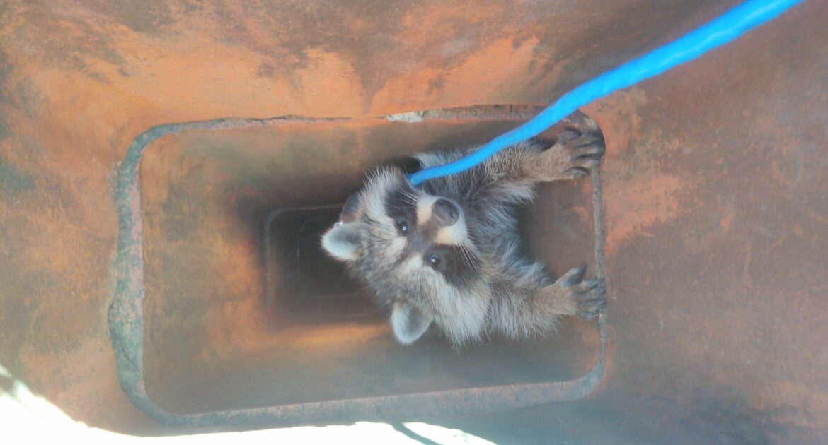 Winter in Milwaukee Removing Raccoons from the Chimney
